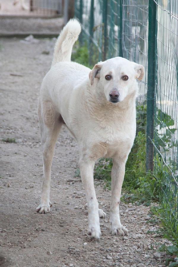 SUSY DOLCE CAGNOLONA Foto 6